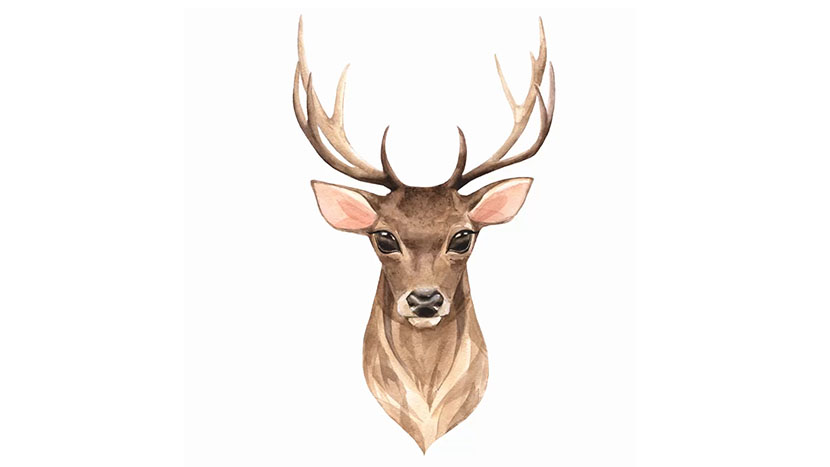 A raster image of a deer.