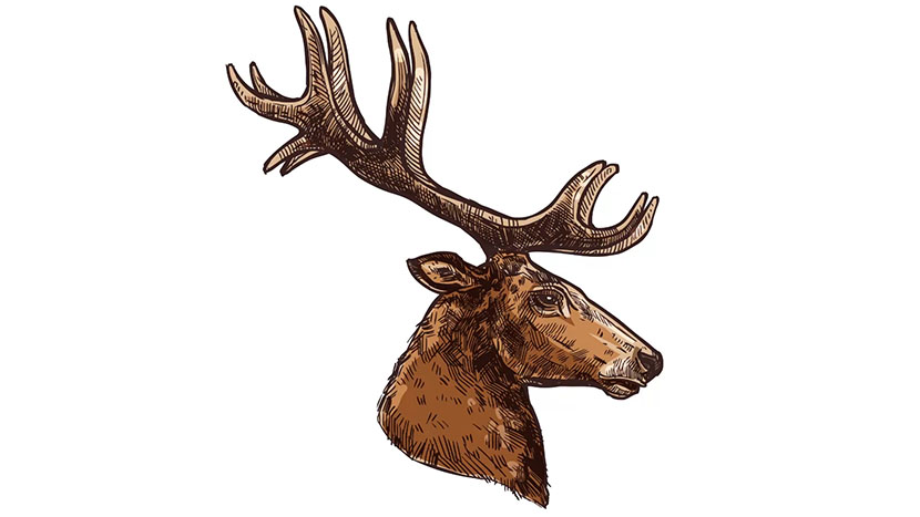 A vector image of a deer.